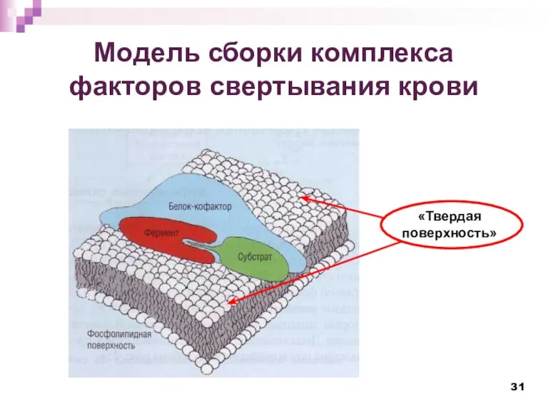 Модель сборки комплекса факторов свертывания крови «Твердая поверхность»