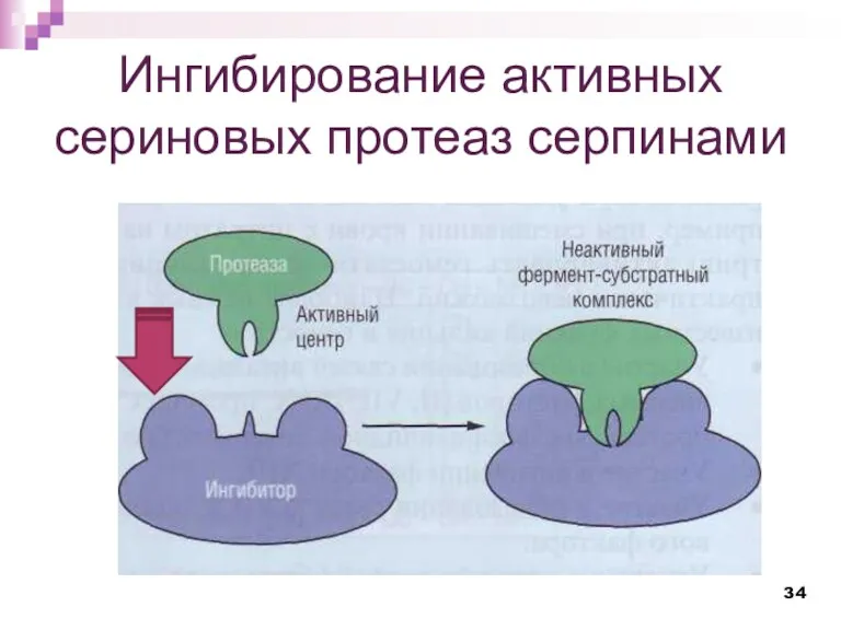 Ингибирование активных сериновых протеаз серпинами