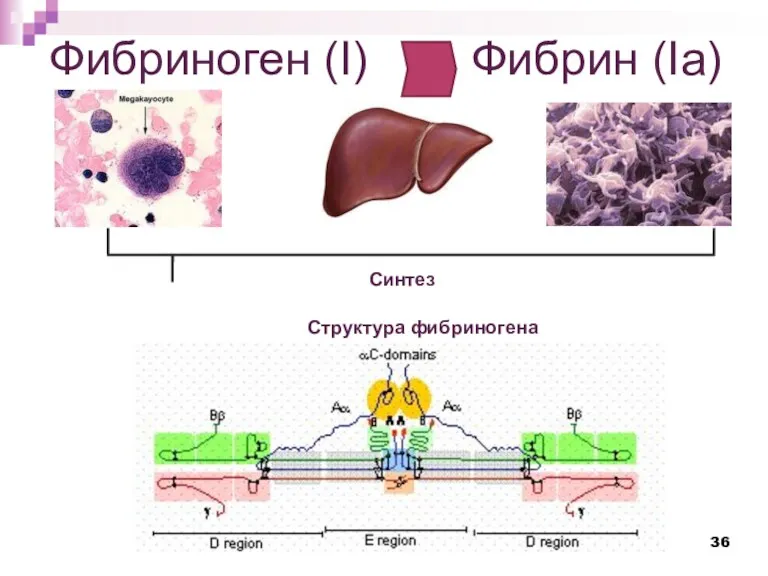 Фибриноген (I) Фибрин (Iа) Синтез Структура фибриногена