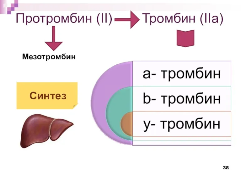 Протромбин (II) Тромбин (IIа) Синтез Мезотромбин