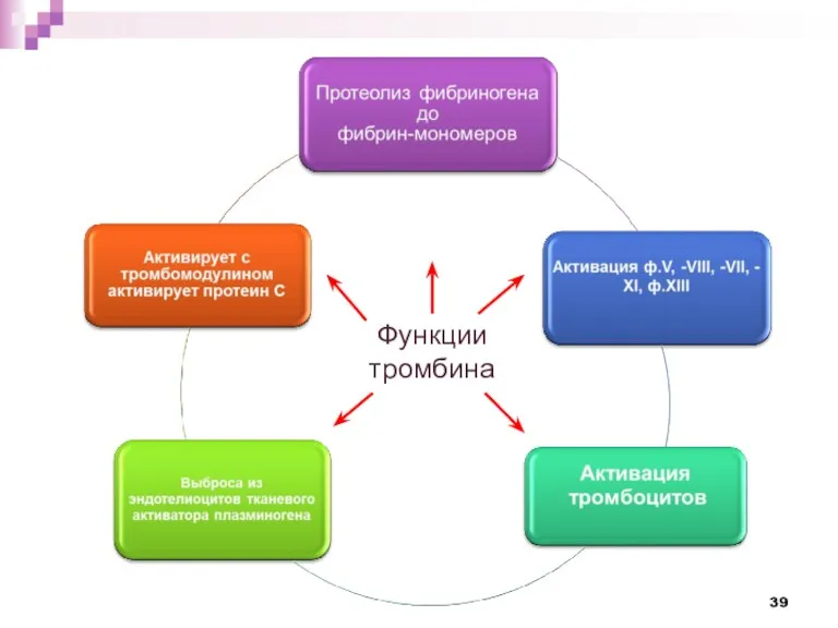 Функции тромбина