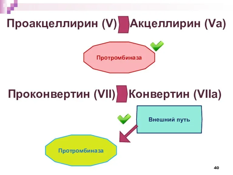 Проакцеллирин (V) Акцеллирин (Vа) Протромбиназа Проконвертин (VII) Конвертин (VIIa) Внешний путь Протромбиназа