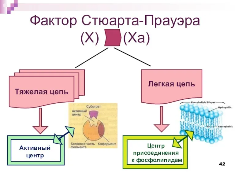 Фактор Стюарта-Прауэра (X) (Xа) Тяжелая цепь Легкая цепь Активный центр Центр присоединения к фосфолипидам