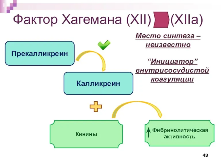 Фактор Хагемана (XII) (XIIa) Место синтеза – неизвестно “Инициатор” внутрисосудистой коагуляции Прекалликреин Калликреин Кинины Фибринолитическая активность