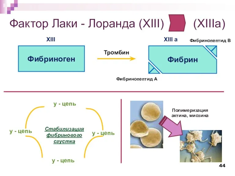 Фактор Лаки - Лоранда (XIII) (XIIIa) Фибриноген Фибрин Фибринопептид А