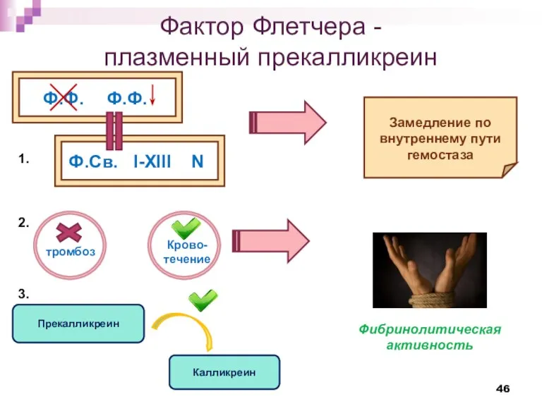 Фактор Флетчера - плазменный прекалликреин Ф.Ф. Ф.Ф. Ф.Св. I-XIII N