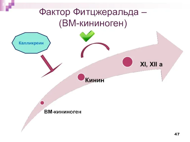 Фактор Фитцжеральда – (ВМ-кининоген) Калликреин