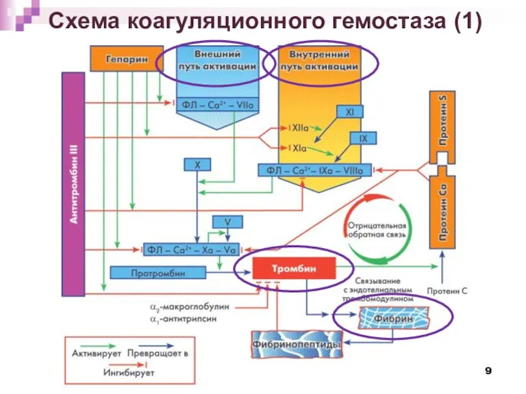 Схема коагуляционного гемостаза (1)