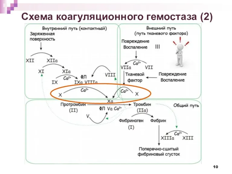 Схема коагуляционного гемостаза (2) III