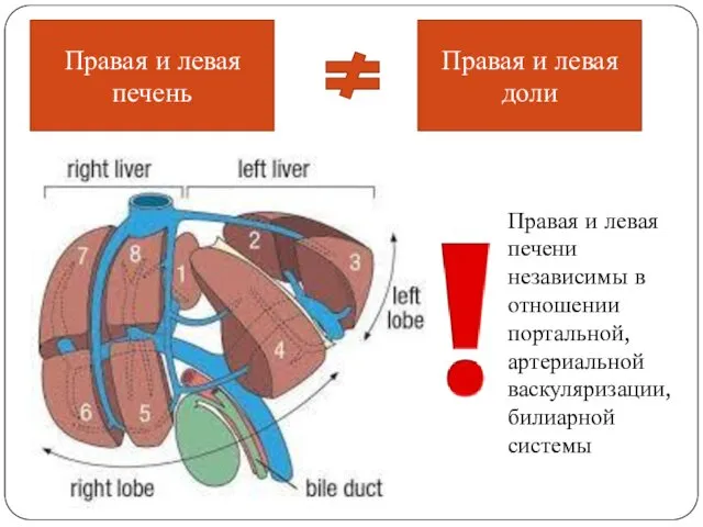 Правая и левая печень Правая и левая доли Правая и