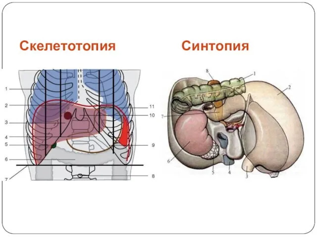 Скелетотопия Синтопия