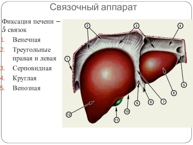 Связочный аппарат Фиксация печени – 5 связок Венечная Треугольные правая и левая Серповидная Круглая Венозная