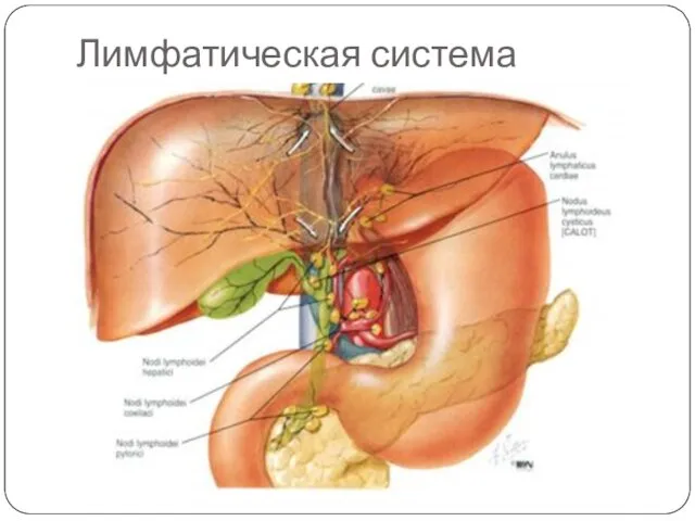 Лимфатическая система