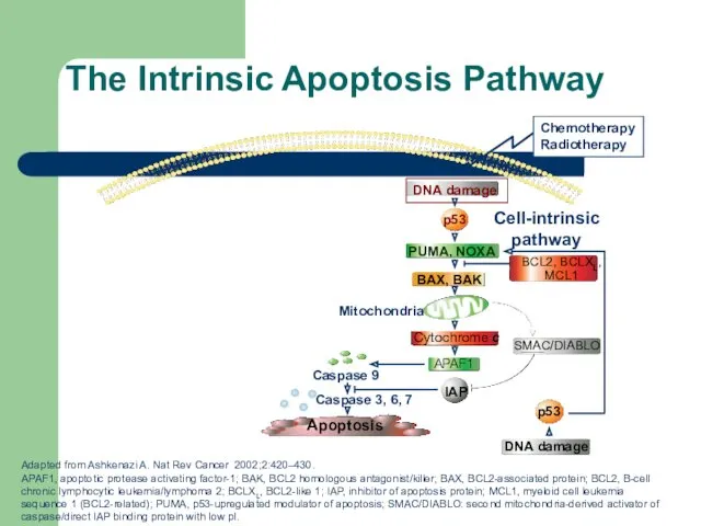 The Intrinsic Apoptosis Pathway Adapted from Ashkenazi A. Nat Rev Cancer 2002;2:420–430. APAF1,