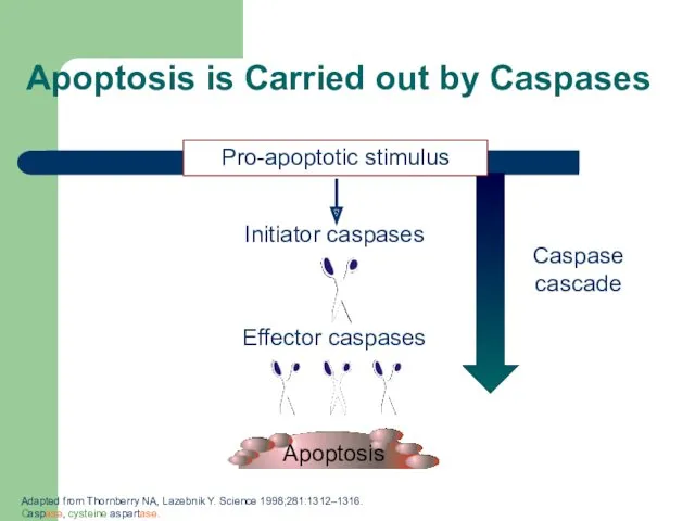 Initiator caspases Pro-apoptotic stimulus Effector caspases Caspase cascade Apoptosis is Carried out by
