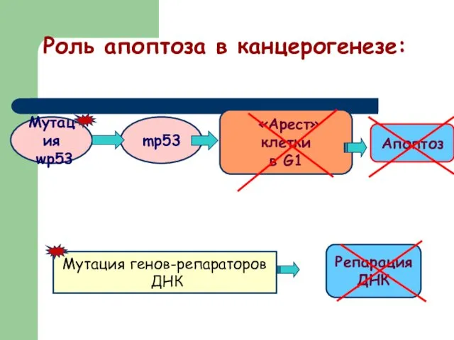 Роль апоптоза в канцерогенезе: Мутация wр53 «Арест» клетки в G1 Апоптоз Мутация генов-репараторов