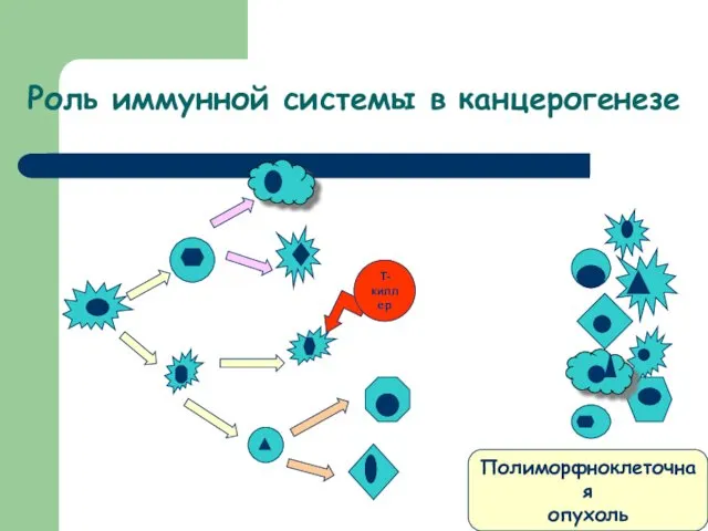 Роль иммунной системы в канцерогенезе Т-киллер Полиморфноклеточная опухоль
