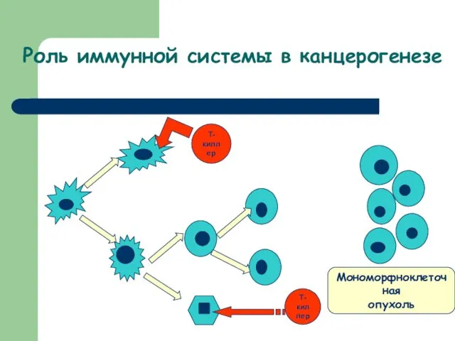 Роль иммунной системы в канцерогенезе Т-киллер Т-киллер Мономорфноклеточная опухоль