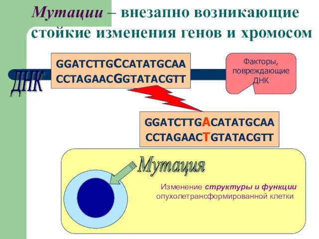 Изменение структуры и функции опухолетрансформированной клетки Мутации – внезапно возникающие стойкие изменения генов и хромосом