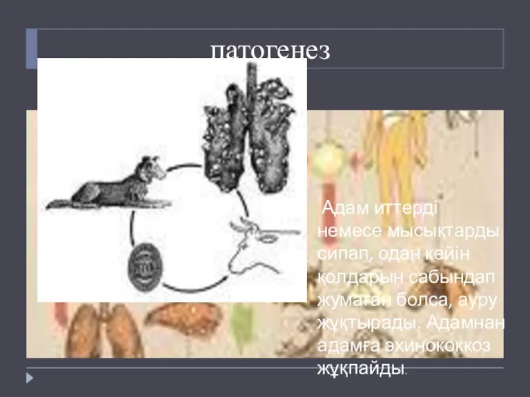 патогенез Адам иттерді немесе мысықтарды сипап, одан кейін қолдарын сабындап