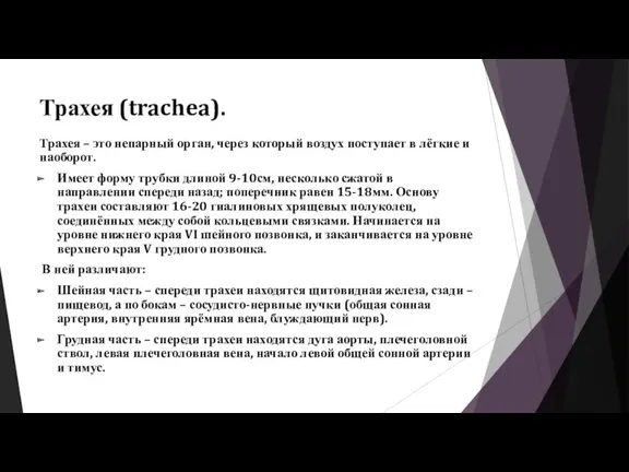 Трахея (trachea). Трахея – это непарный орган, через который воздух