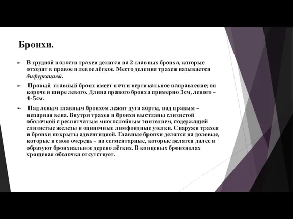 Бронхи. В грудной полости трахеи делится на 2 главных бронха,