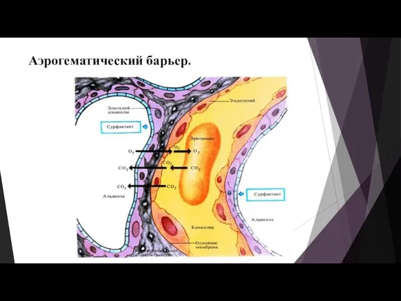 Аэрогематический барьер.