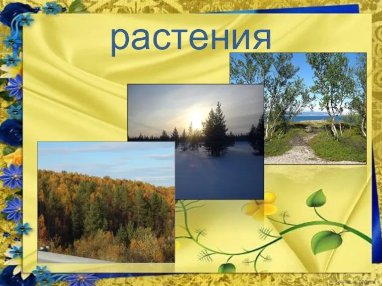 растения