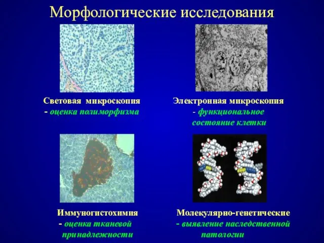 Морфологические исследования Световая микроскопия - оценка полиморфизма Электронная микроскопия -