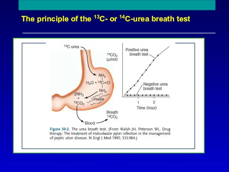 The principle of the 13C- or 14C-urea breath test Reproduced with permission from