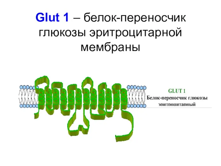 Glut 1 – белок-переносчик глюкозы эритроцитарной мембраны