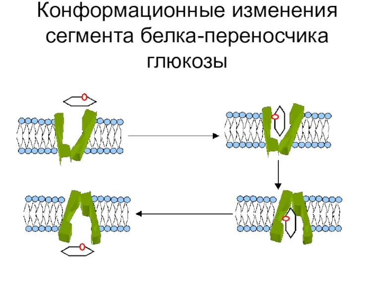 Конформационные изменения сегмента белка-переносчика глюкозы