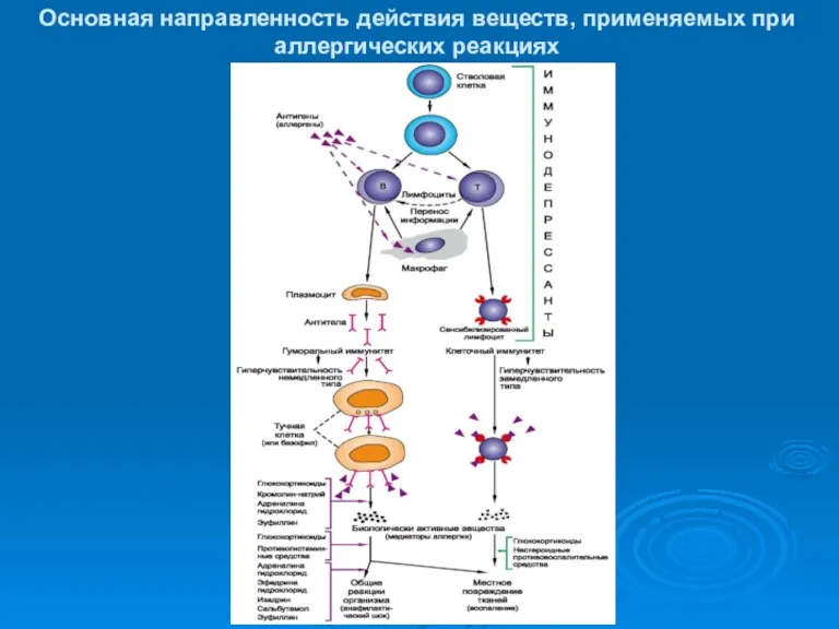 Основная направленность действия веществ, применяемых при аллергических реакциях