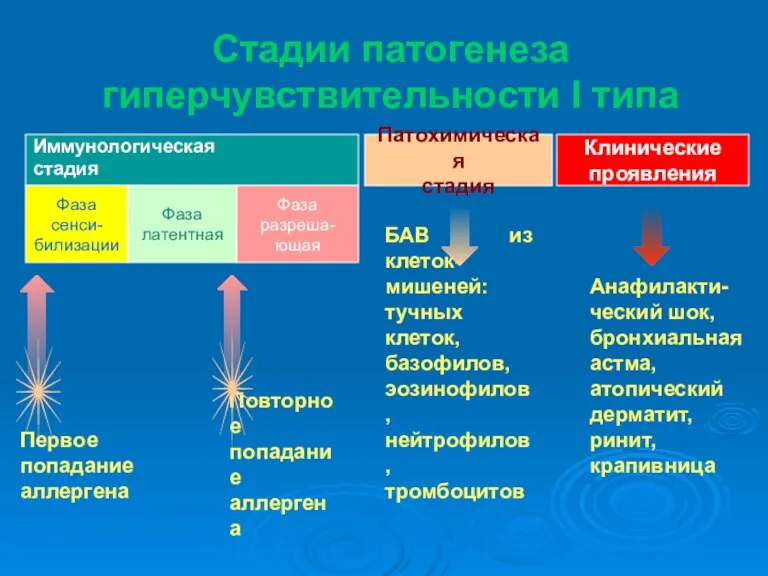 Стадии патогенеза гиперчувствительности I типа Иммунологическая стадия Патохимическая стадия Клинические