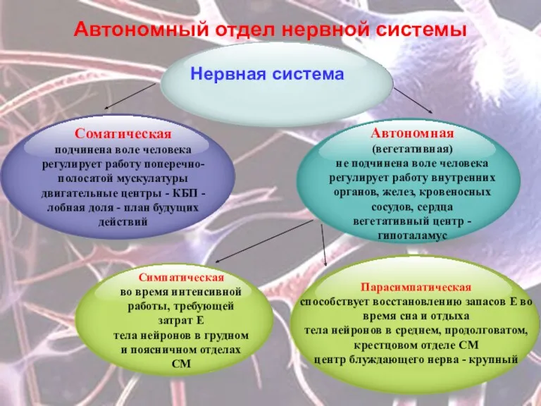 Автономный отдел нервной системы Нервная система Соматическая подчинена воле человека