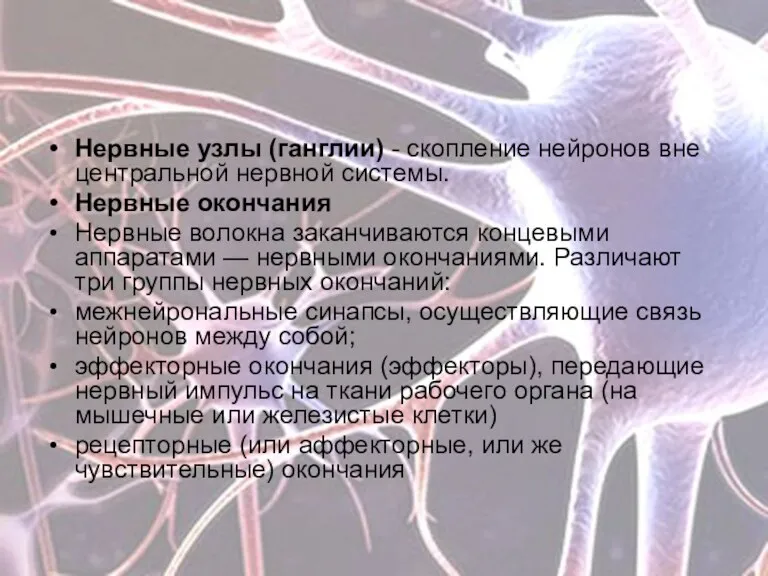 Нервные узлы (ганглии) - скопление нейронов вне центральной нервной системы.