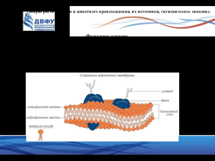 Жиры растительного и животного происхождения, их источники, гигиеническое значение. Функции