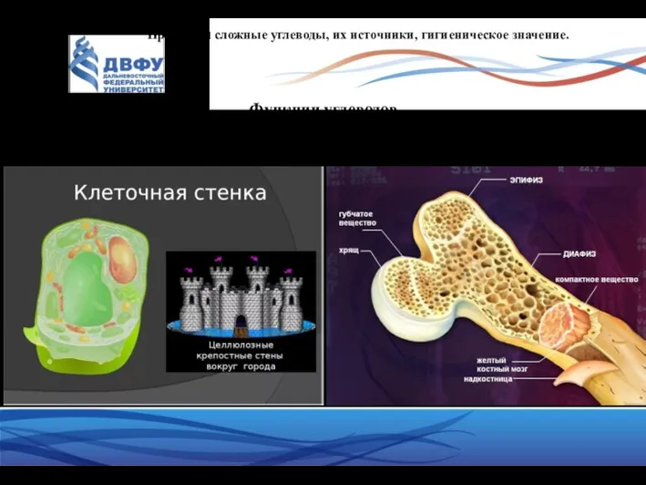 Простые и сложные углеводы, их источники, гигиеническое значение. Функции углеводов