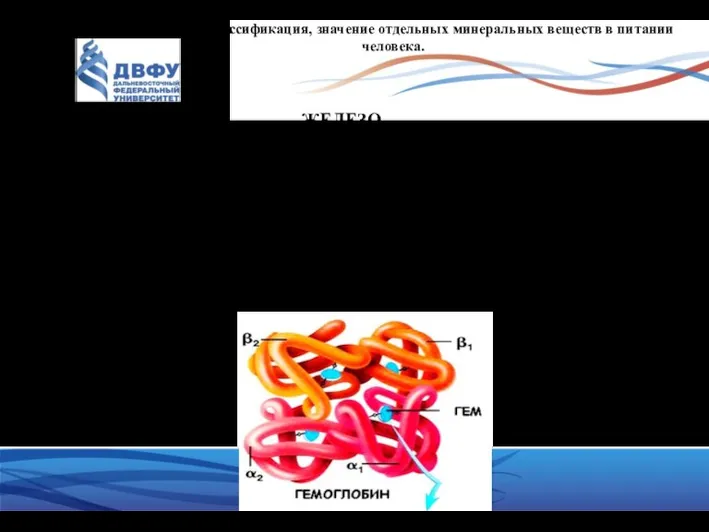 Определение, классификация, значение отдельных минеральных веществ в питании человека. ЖЕЛЕЗО