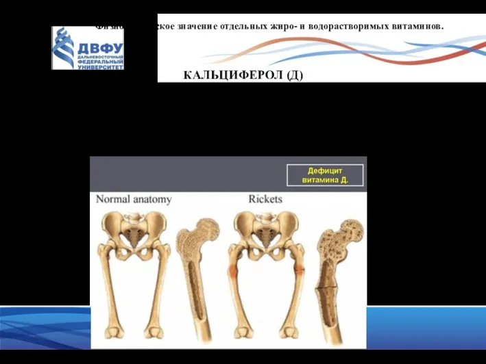 Физиологическое значение отдельных жиро- и водорастворимых витаминов. КАЛЬЦИФЕРОЛ (Д) Суточная