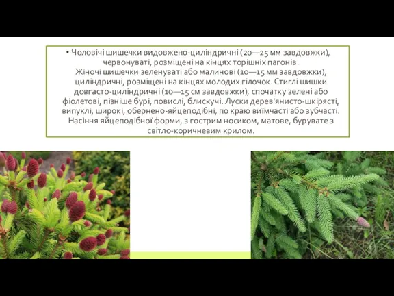 Чоловічі шишечки видовжено-циліндричні (20—25 мм завдовжки), червонуваті, розміщені на кінцях