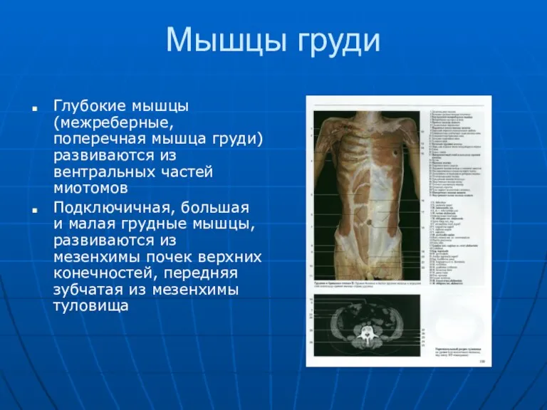 Мышцы груди Глубокие мышцы (межреберные, поперечная мышца груди) развиваются из