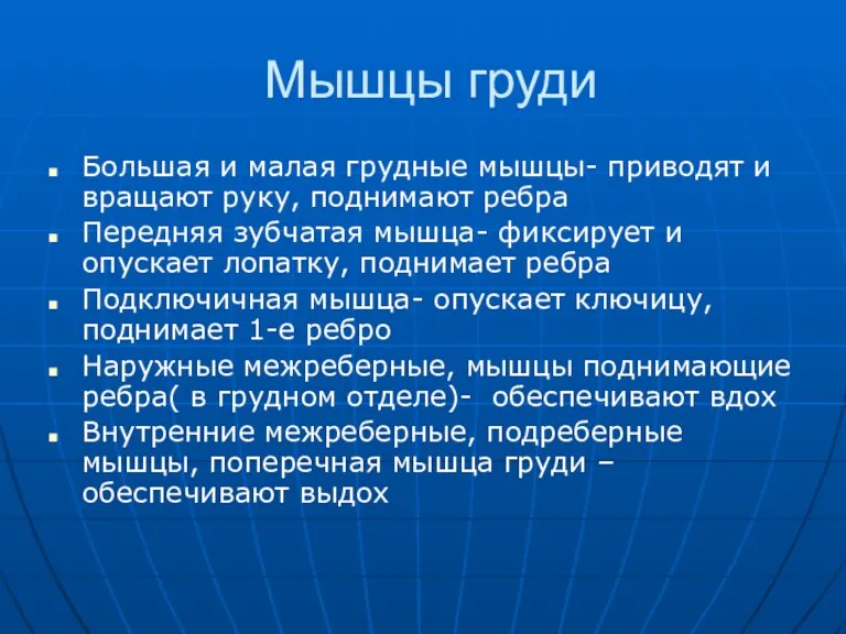 Мышцы груди Большая и малая грудные мышцы- приводят и вращают