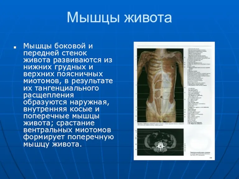 Мышцы живота Мышцы боковой и передней стенок живота развиваются из