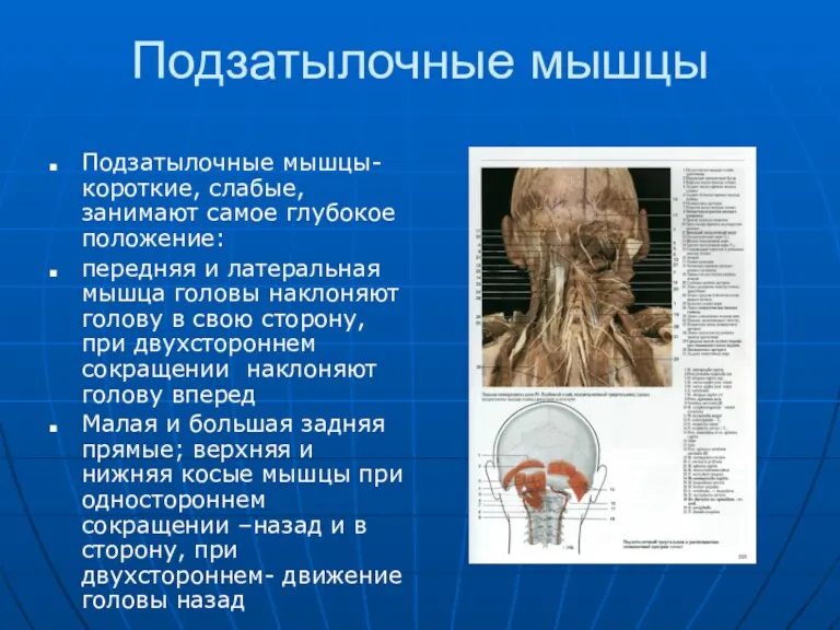 Подзатылочные мышцы Подзатылочные мышцы- короткие, слабые, занимают самое глубокое положение: