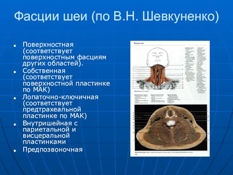 Фасции шеи (по В.Н. Шевкуненко) Поверхностная (соответствует поверхностным фасциям других