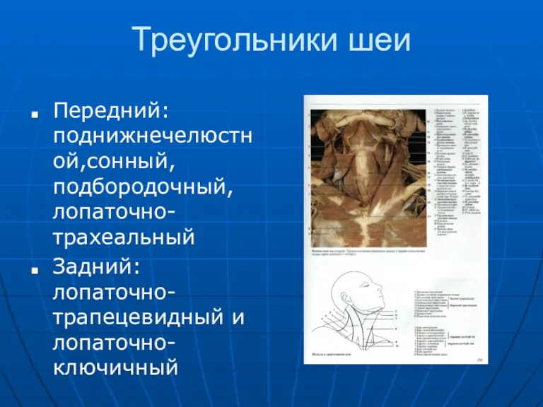 Треугольники шеи Передний: поднижнечелюстной,сонный, подбородочный, лопаточно-трахеальный Задний: лопаточно-трапецевидный и лопаточно-ключичный