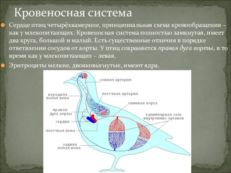 Сердце птиц четырёхкамерное, принципиальная схема кровообращения – как у млекопитающих. Кровеносная система полностью