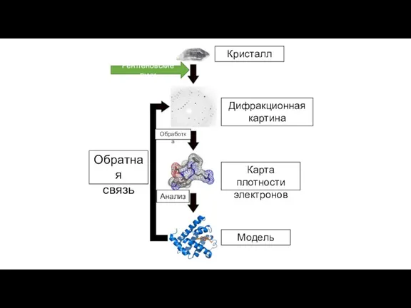 Кристалл Рентгеновские лучи Дифракционная картина Карта плотности электронов Модель Обратная связь Анализ Обработка