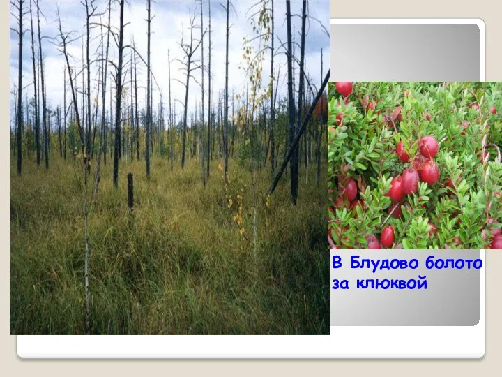 В Блудово болото за клюквой